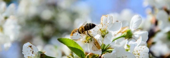 Biene an Obstbaumblüte